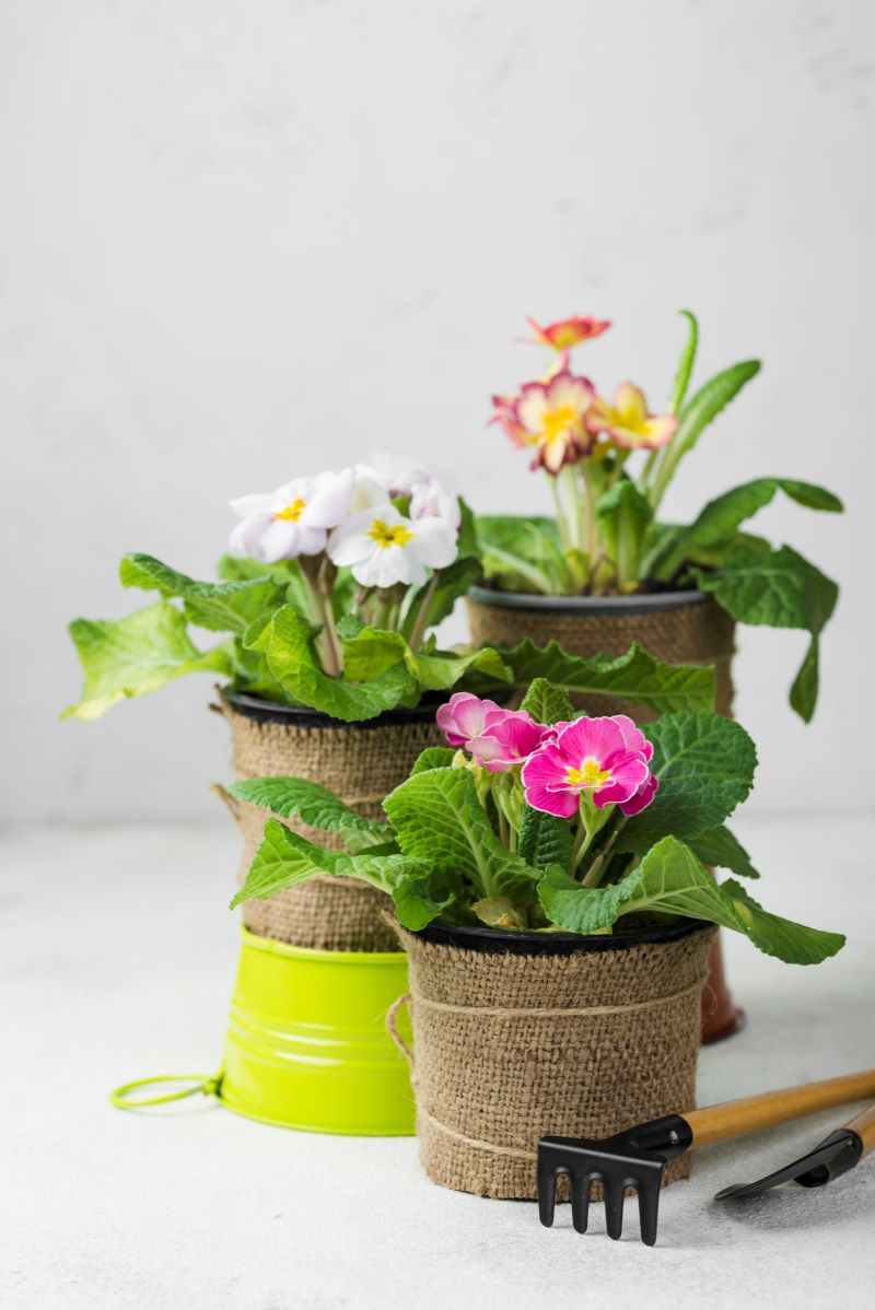 AirBnb for income-fresh flowers in potted plants