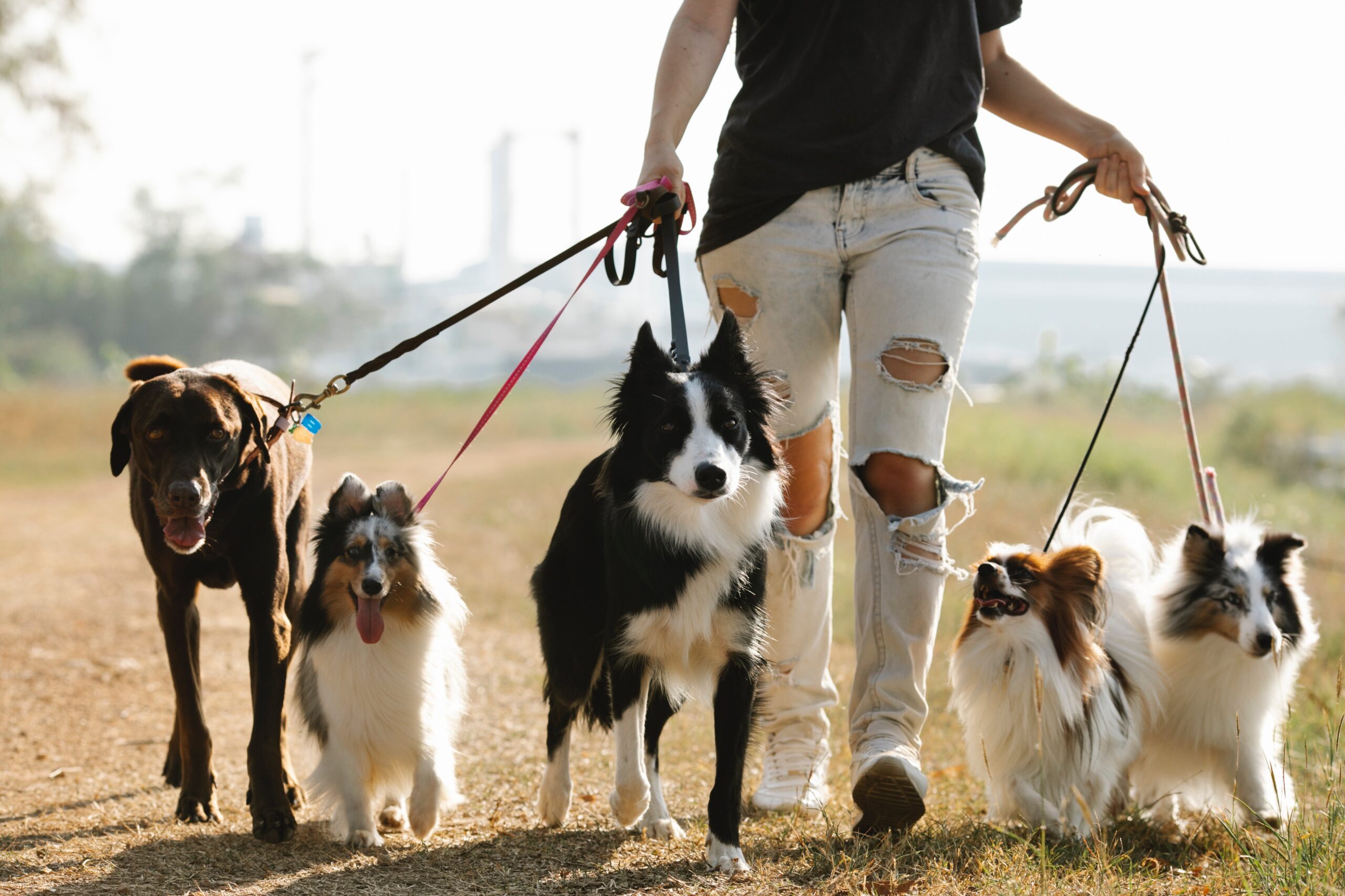 dog walker with several dogs in leash